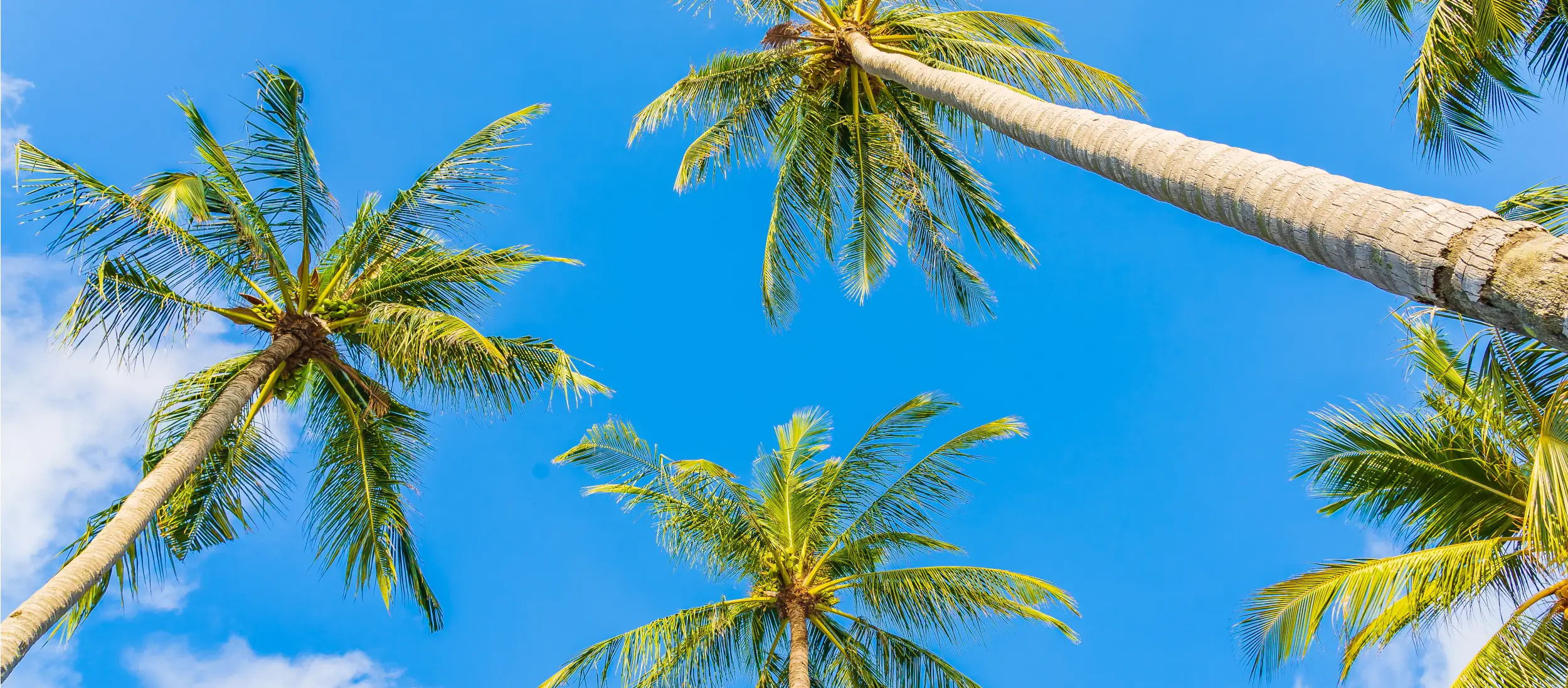 Background Picture of Palm Trees